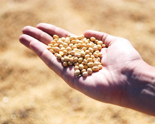 soybean-g29c3a2a4c_1920